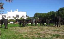 Buchen Sie bei uns Ihre individuelle Kalabrien-, Salina-, Apulien- oder Toskana-Reise! Rundum-Sorglos-Urlaub im Hotel, Ferienhaus, Ferienwohnung oder Agriturismo - inklusive Flug, Mietwagen und F�hre.