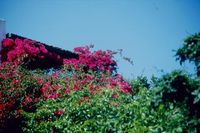 Ferienhaus Villa Vittoria. Buchen Sie bei uns Ihre individuelle Kalabrien-, Salina-, Apulien- oder Toskana-Reise! Rundum-Sorglos-Urlaub im Hotel, Ferienhaus, Ferienwohnung oder Agriturismo - inklusive Flug, Mietwagen und F�hre.
