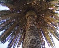 Palme von unten fotografiert in Scilla an der wunderschönen "Costa Viola"