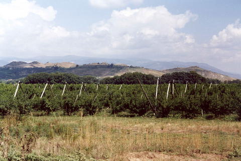 Agriturismo / Landgut „La Casa di Botro“ bei Botricello an der ionischen Küste Kalabriens, Golfo di Squillace, Crotone, Capo Rizzuto. Agriturismo / Landgut „La Casa di Botro“ bei Botricello an der ionischen Küste Kalabriens, Golfo di Squillace, Crotone, Capo Rizzuto.