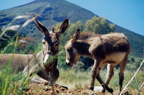 Buchen Sie bei uns Ihre individuelle Kalabrien-, Salina-, Apulien- oder Toskana-Reise! Rundum-Sorglos-Urlaub im Hotel, Ferienhaus, Ferienwohnung oder Agriturismo - inklusive Flug, Mietwagen und Fähre.