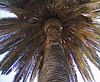 Palme