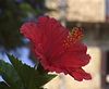 Blume